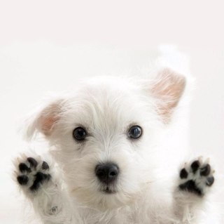 rutledgemustang's profile picture. 