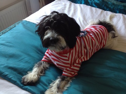 Cockerpoo....rug impersonator....now two years old and super crazy... Oh & Hugo my bear cub brother! I love my Mummy's business @thedoggiebagltd yummeeee!!