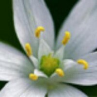 Flores de Bach Colombia (@floresdebachcol) 's Twitter Profile