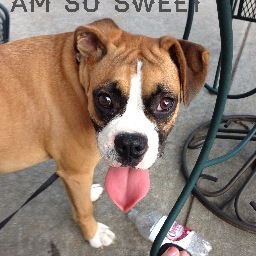 Clemson Tiger; Lives in Norris Hall; Loves the Greek Life; Partial to Canine Treats