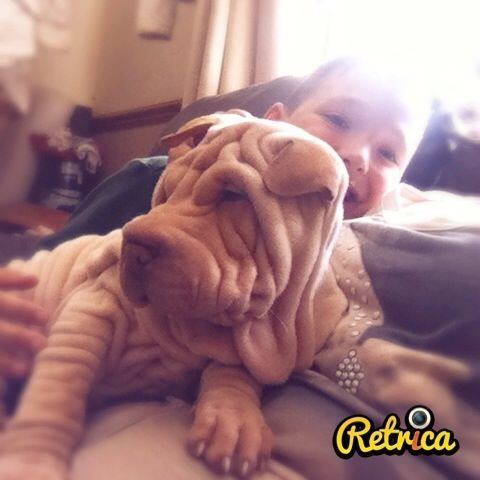Hello, im Shishimai the shar pei, im a very lovable 5 month old pup who lives in exeter with my human family ;) x x