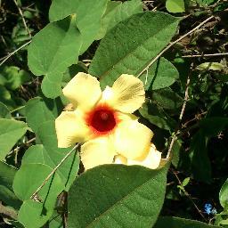 ASOMOBI's profile picture. Grupo de Mujeres