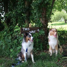 Two crazy Australian Shepherds!  Therapy dogs, hikers, toy-crazy.
