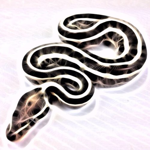 Quality bred Ball Pythons, for the discerning collector