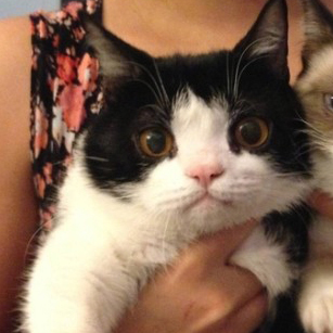 real Angry Cat account. Official Tardis the cat (TM). can i hate cheezburger???