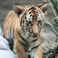 BC Tiger (@plumenom) 's Twitter Profile