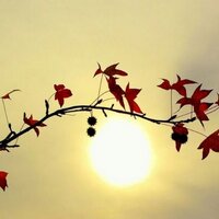 القناص (@alqnas_8) Twitter profile photo