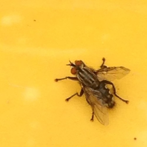 rutx_espurna's profile picture. hi perdrem molt per voler ser catalans i prou, ells tot l’ibex35.