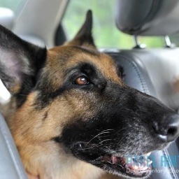 Seeing Eye dog for Sgt. Major blinded in Iraq!