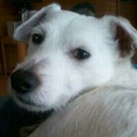Dan (@switzerdan) 's Twitter Profile