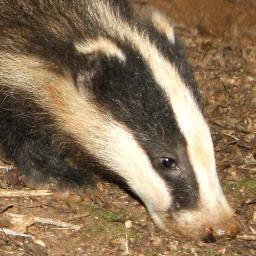 AtcherleyOrgUK's profile picture. Watched/studied badgers for over 30 years and worked for their protection locally and nationally. #Vegan #stopthecull