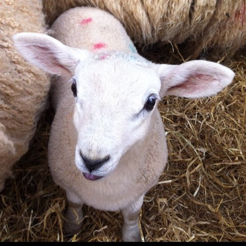 trideout's profile picture. 