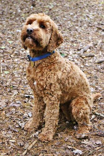 swisstommie's profile picture. gadget lover tech hunter. opinions are my own.