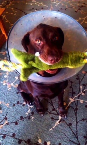 pipis_sauvage's profile picture. 