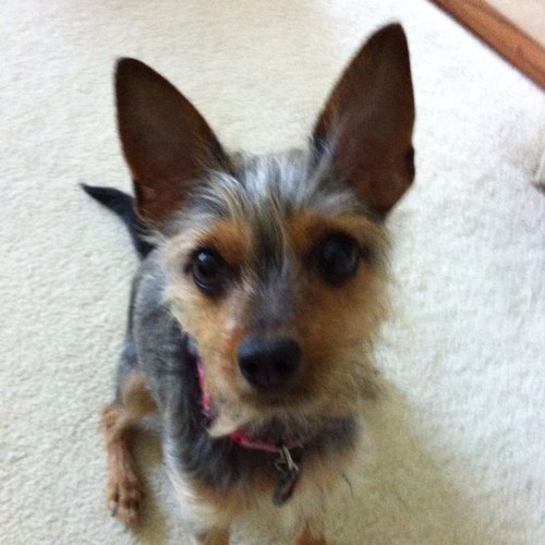 korievans's profile picture. 