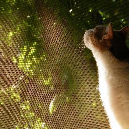 Kmooreontheside's profile picture. Rocket Ship builder, left handed batter, waiting for another earthquake, omnivore.