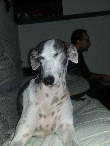 Actor-Director-Productor de Cortitos Maca- Adorador de galgos.  Meditacion-Espiritualidad-Conciencia siempre unidas