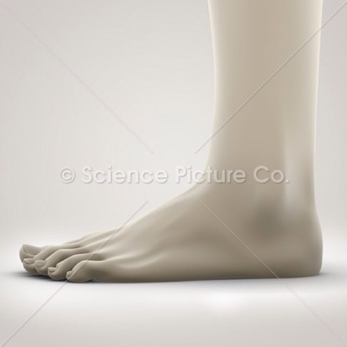 DodgesLeftFoot's profile picture. I am @DodgeOC's left foot. Constantly...constantly...constantly running.. I'm so worn.. BUT BITCH I'M INDESTRUCTIBLE!! #TeamDodge