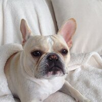 Maria Grasso (@kittygrasso) 's Twitter Profile