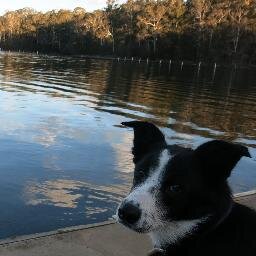 Official page of Digger Dog (River Cottage Australia) I sleep on the leather chair at night & I love chewing on chicken feet. I'm REALLY friendly & love a pat!