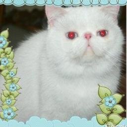 Catnipcats Cattery Persian & Exotic,home of happy cats..since 2001