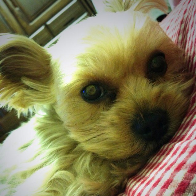 chocopi0925's profile picture. 