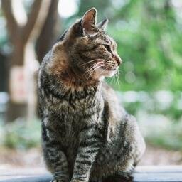 copic1's profile picture. 