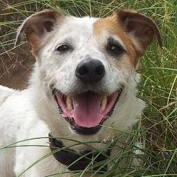 JANJESTER's profile picture. Helping run the business! 
We walk dogs in Preston and nearby, have fun with dogs and help owners with general training issues.