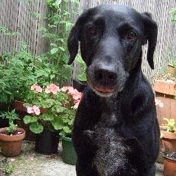 Lives in Woodbridge, Suffolk. Project Manager of Jetty Lane CIO & runs Woodbridge Farmers Market.