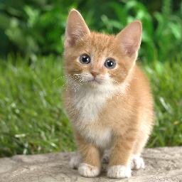 Кот не ездит в Крузаке и не крутит педали. Кот ездит на трамвае!