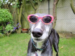 Retired racing greyhound with attitude. 12yrs young living with Mum & Dad in France. Addicted to broccoli & cauliflower. Pawtial to raw courgette if fed by hand