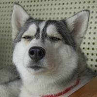 I FOLLOW BACK!!!!!!!!!!!!!!!!I Hate Bieber...i don't follow bieliber