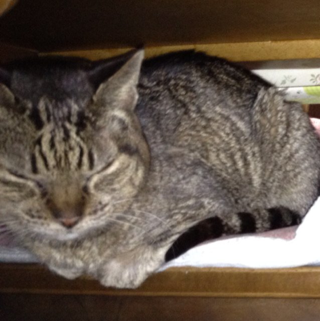 bgracingmini's profile picture. A whale is no more a fish than a horse is.