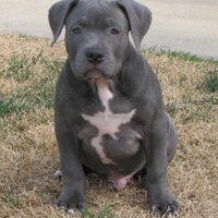 Kingdom Of Pets (@trainmydog) 's Twitter Profile