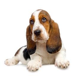 Welcome to North Shore Animal Hospital located at 14487 N. Cleveland Avenue in North Fort Myers.