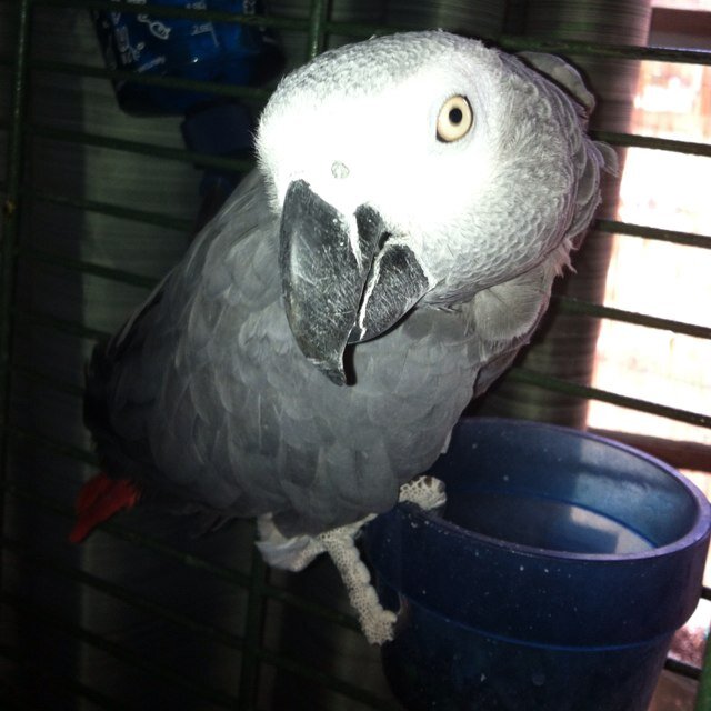 Outspoken, Real American, anti-liberal, and the coolest African grey parrot from East Texas.