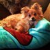 Connie Bigelow (@connie1011) Twitter profile photo