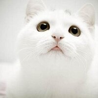 ゼン (@zenn03) 's Twitter Profile
