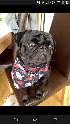 sexy black pug!