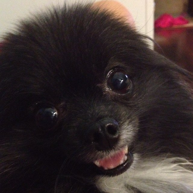 Welcome to Sophie's World! Just a pomeranian tweeting about my life everyday XOXO, Sophie