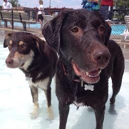 Enjoys Doggos, DIY, great mktg, yoga, swimming, travel & adventures, a good dry red, country tunes and laughing at the witty posts of others. #Cane4Life