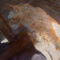 18 yr, 8 mo orange tabby with love for hairball medicine, tennis balls, soft blankets, noms and hugs. Went to Rainbow Bridge 2/5/10.