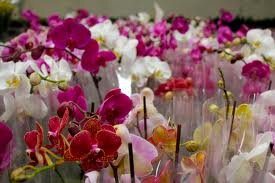 OrchidInterior1's profile picture. Tweeting interior design and fashion inspiration