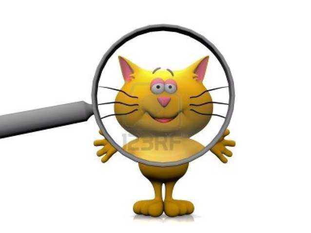 Volg @katkwijt en help! Huisdier kwijt of gevonden? Twitter een foto, omschrijving en plaats met #katkwijt. Ook voor andere huisdieren en knuffels!