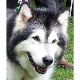 LOVE animals and adore my Malamutes. Used to rescue and rehome them but no longer.