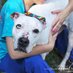 TOH Animal Shelter (@tohanimals) Twitter profile photo TOH Animal Shelter (@tohanimals) Twitter profile photo