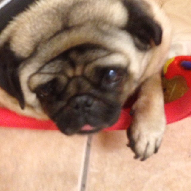 Stuffonpug Profile Picture