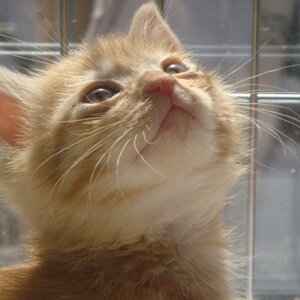 「保護猫とあなたを繋ぐ」北海道伊達・室蘭・登別近郊で保護猫活動|譲渡会情報や里親募集を投稿|お問い合わせはホームページを確認してから、メールでお願いします📩neko@nyantomo.jp