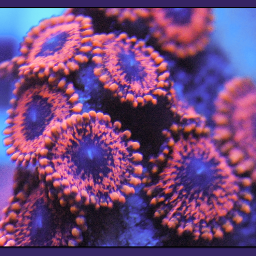 reefs2go2's profile picture. 