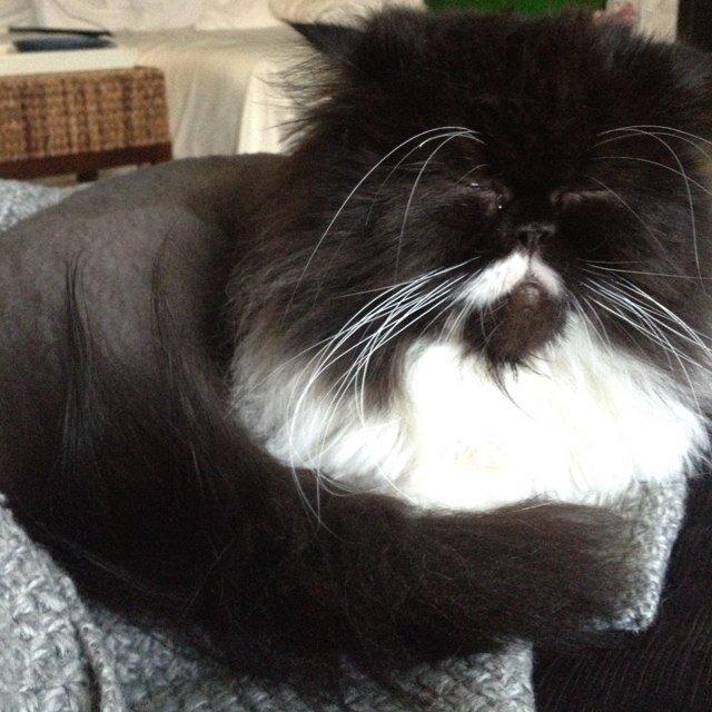 cutest feline in the world